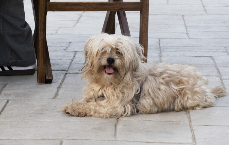 El Polo Design es Pet Friendly